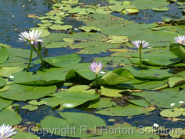 Waterlily tropical_2